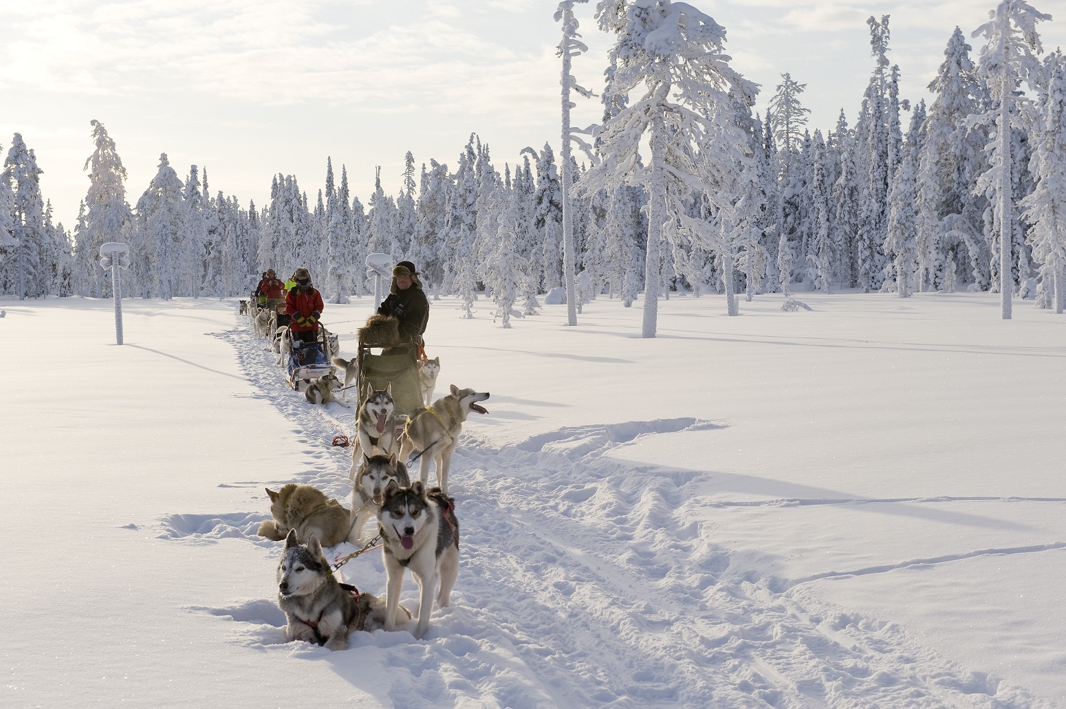 trineo perros huskies