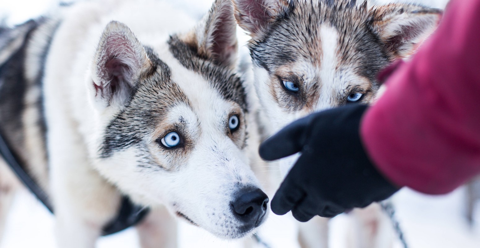 salla navidad safari trineo de huskies