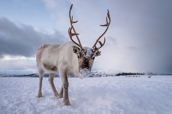 lapland visit to santa claus