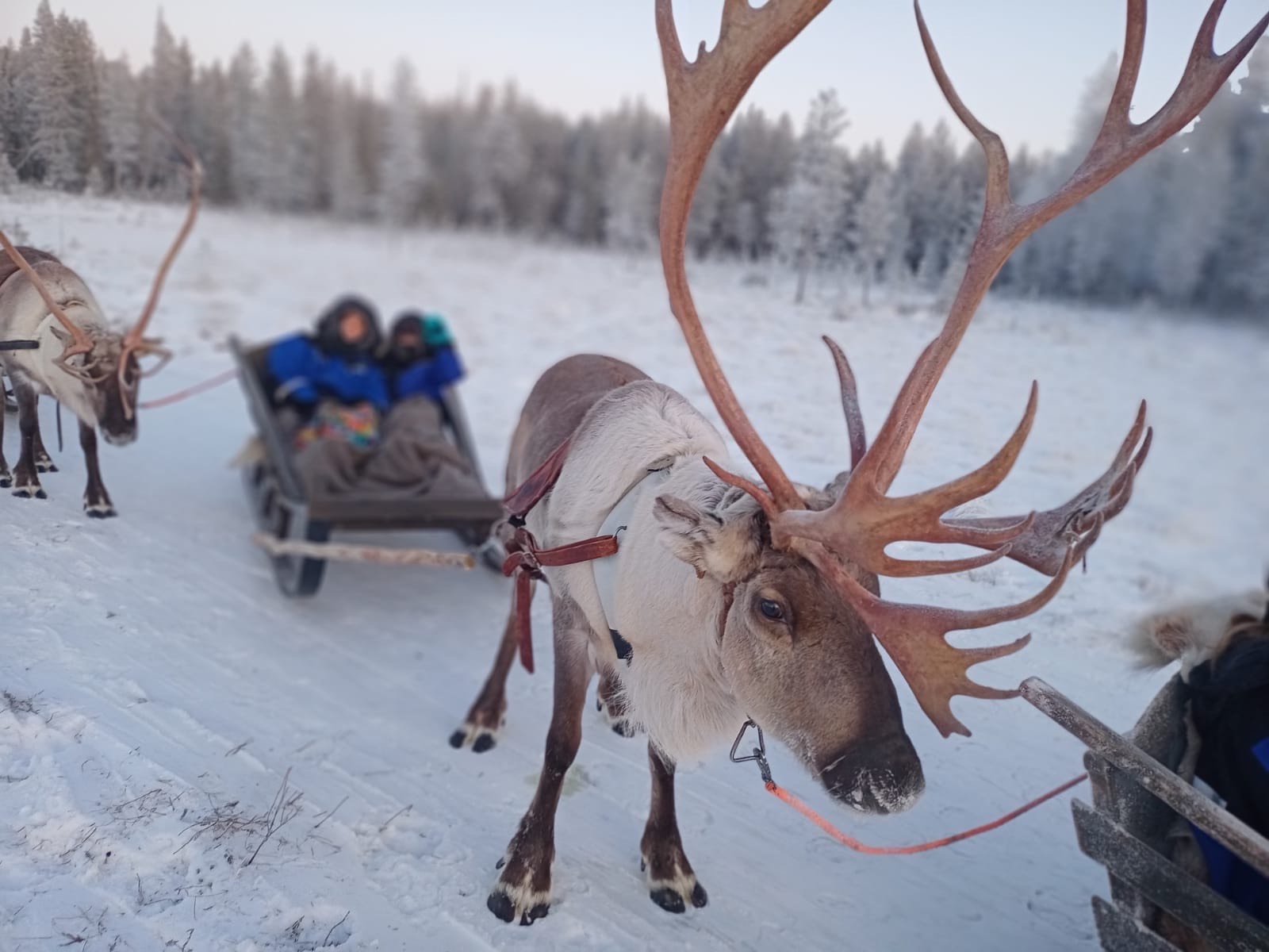 Children riding a reindeer sleigh through the snowy forest
